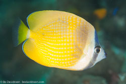 BD-130713-Maldives-0465-Chaetodon-kleinii.-Bloch.-1790-[Sunburst-butterflyfish].jpg